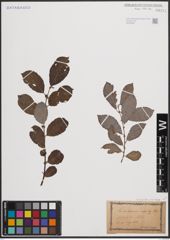 Foto von Salix aurita L. x Salix cinerea L.
